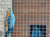 For sale pair of blue & gold macaws