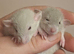 Male and Female Dumbo Rats