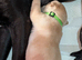 Labrador puppies