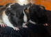 Beautiful boy +more ready 2 reserve