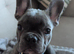 French bulldog puppy male