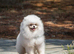 7-month-old Pomeranian boy looking for his loving new home.