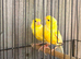 proven Waterslager canary pair