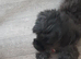 Shipoo for sale