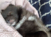 Male Pomeranian