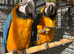 Macaw baby&rsquo;s READY