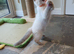 Beautiful GCCF Blue Point Ragdoll Kitten.