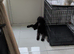 Standard poodle male