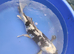 big shiro butterfly koi for sale 20inch