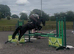 Welsh D gelding