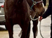 IN FOAL CLASS 1 IRISH DRAUGHT BROOD MARE
