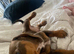 Dachshund