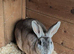 Proven mini Rex buck