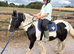 12.2 mini gelding cob