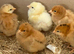 Baby Chicks