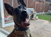 Belgian Malinois / Dutch Herder Girl rehome