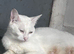 Stunning Turkish Angora Female