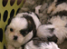 shih tzu puppies