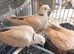 Collard dove for sale