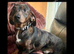 Dachshund puppies