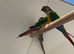 Conure