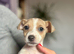 Jack Russel pups