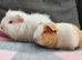 2 beautiful female guinea pigs.