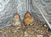 2 pekin bantam hens