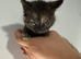 4 beautiful kittens