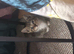 Little tabby female kitten