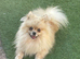 Male pomeranian for sale