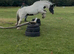 For sale honey 12.2hh cob mare