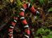 Tri Colour Hognose Snakes