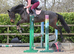 16hh sports horse