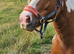 11.2hh skewbald mare