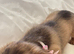 Miniature Dachshund