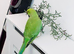 Stunning young Indian ringnick parrot
