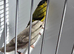 BEAUTIFUL PAIR SISKIN MUTATION