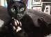 Loving Home for Trick