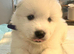 5 beautiful Samoyed Puppies