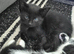 Tabby kittens