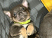 Chiwawa/dash mix ready to go now