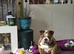 English bulldog
