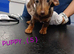 PRA, HEALTH CHECKED, ADORABLE MINIATURE DASHSHOUNDS