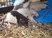 Baby rats dumbos and fancy