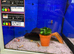 Red Pleco (Hypostomus Plecostomus)