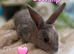 Baby mini rex bunnies