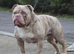 Olde English bulldog stud