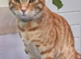 BEAUTIFUL KITTENS TO RESERVE