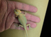 Bearded Dragon Babies Available